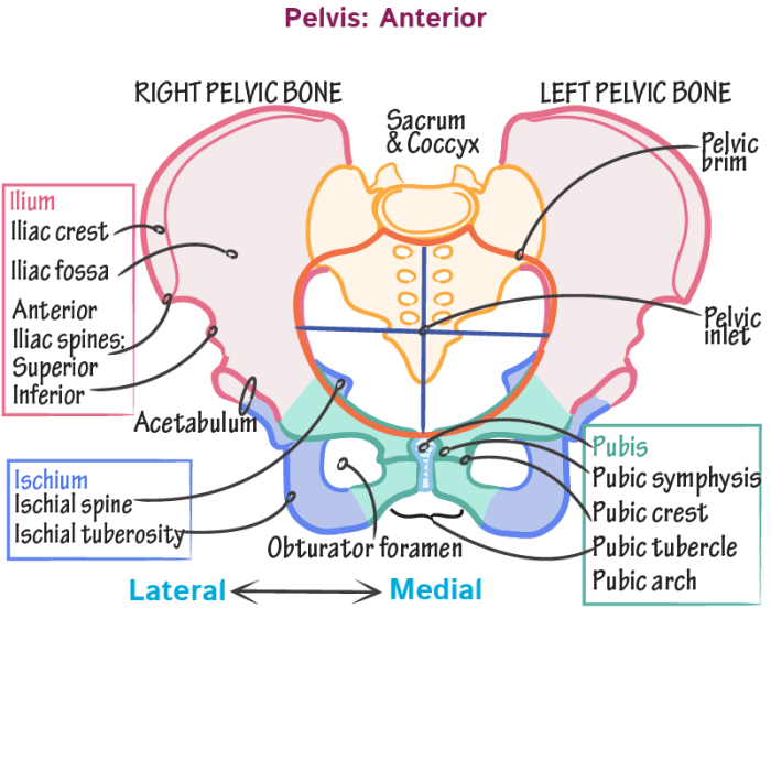 Label the image of the pelvic girdle