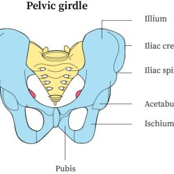 Pelvic girdle anatomy bone limb lower physiology skeletal bones system quiz upper joints previous musculoskeletal muscles