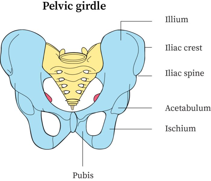 Pelvic girdle anatomy bone limb lower physiology skeletal bones system quiz upper joints previous musculoskeletal muscles