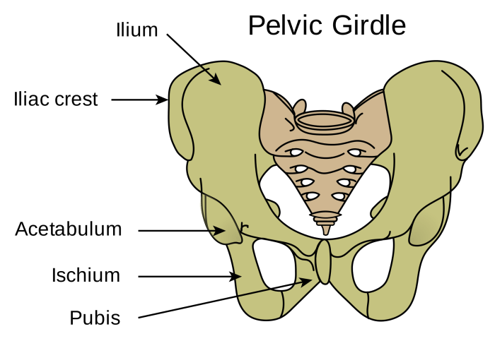 Hip pelvis pelvic girdle lower medial ramus ilium pubic superior regions saddle pubis ischium anatomical consists shaped