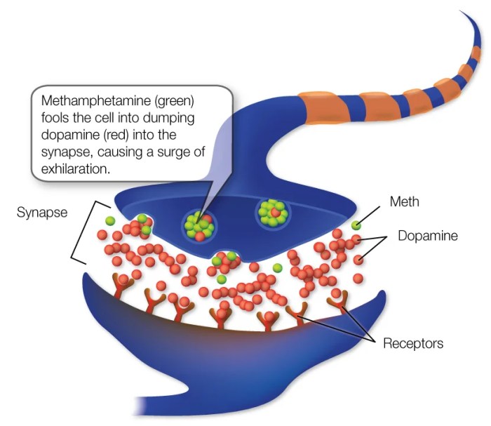 How do drugs affect the brain brainly