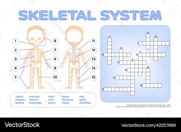 The skeletal system crossword puzzle