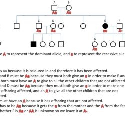 Blood type pedigree mystery answer key pdf