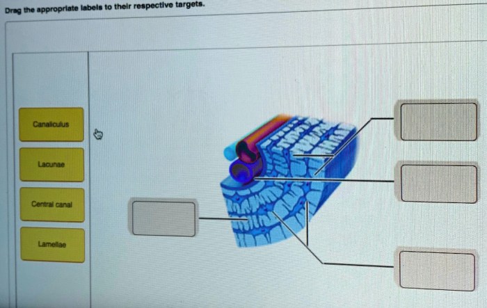 Drag the appropriate labels to their respective targets. central canal