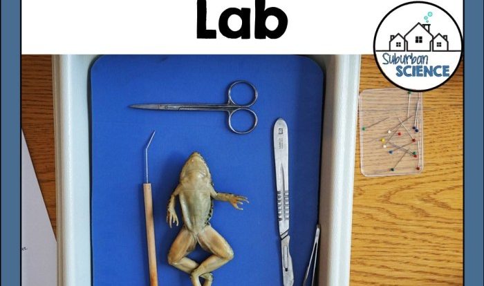 Student exploration frog dissection answer key pdf