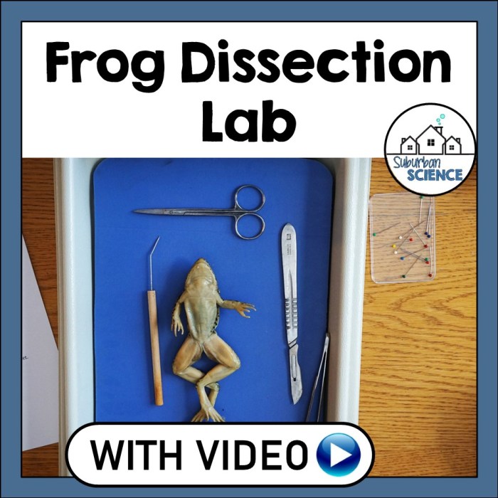 Student exploration frog dissection answer key pdf