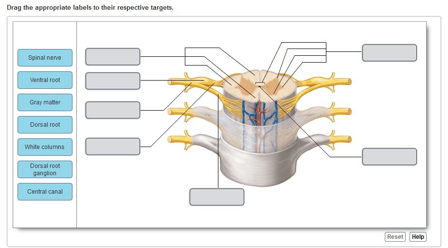 Drag the appropriate labels to their respective targets. central canal