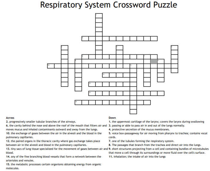 Respiratory system crossword puzzle answer key