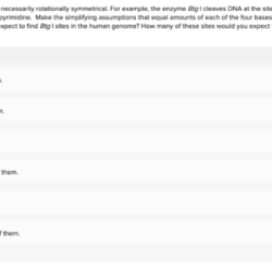 What products are expected in the ethoxide-promoted