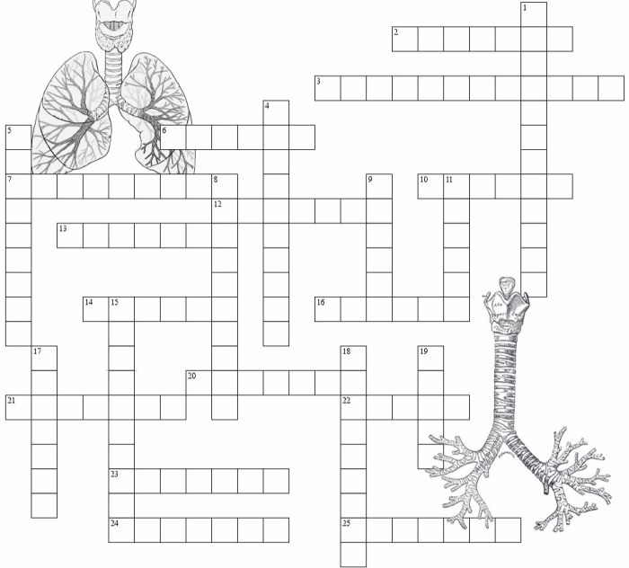 Respiratory system crossword puzzle answer key