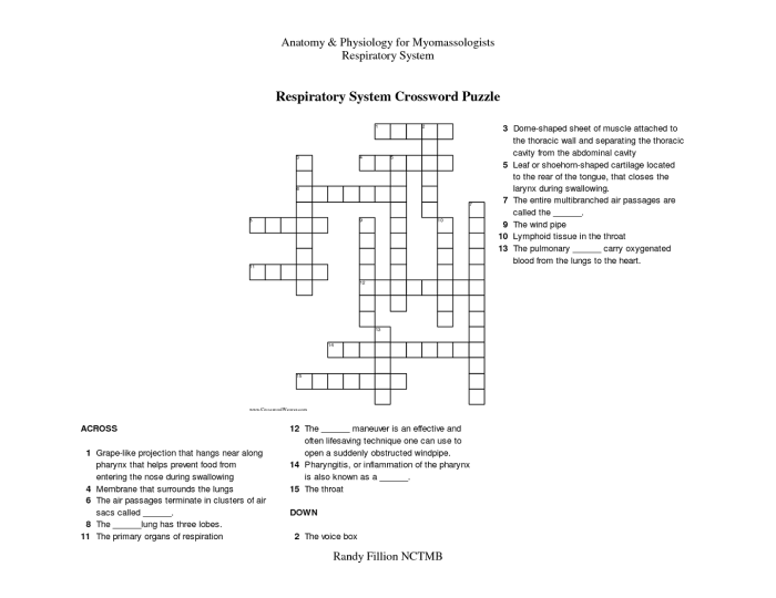 Respiratory system crossword puzzle answer key